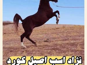 خرید و فروش اسب اصیل کرد در کردستان