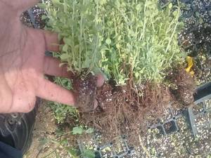 نشا اویشن شیرازی کوهی