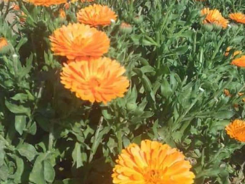 بذر و نشا همیشه بهار در فسا
