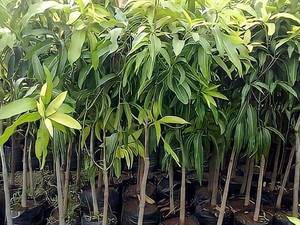 نهال انبه در نهالستان یاشار