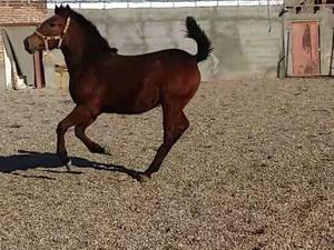 خرید و فروش اسب سیلمی اصیل در آذربایجان غربی