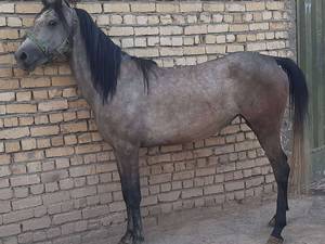 خرید اسب کرد آبستن در زرین شهر