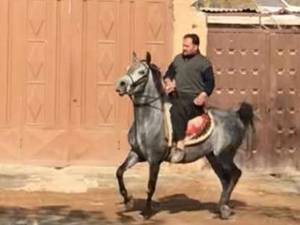 خرید اسب کرد آبستن در زرین شهر