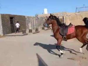 تعلیم اسب سواری حرفه ای در آذربایجان غربی