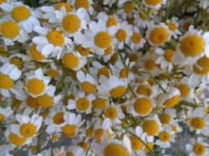 ارائه  بابونه
