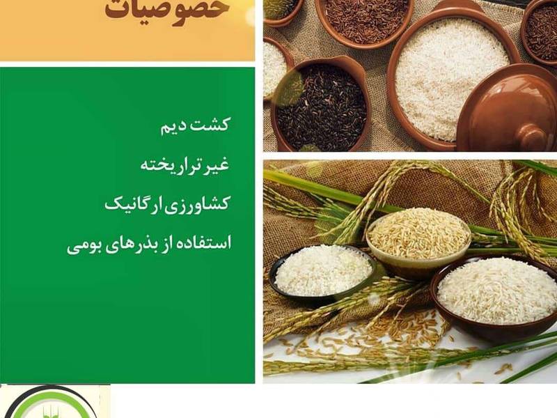 برنج احسان در آمل