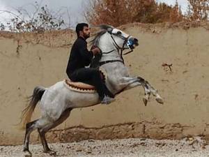 مجموعه پرورش اسب سه سوار در اصفهان