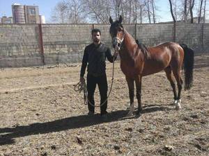 مجموعه پرورش اسب سه سوار در اصفهان