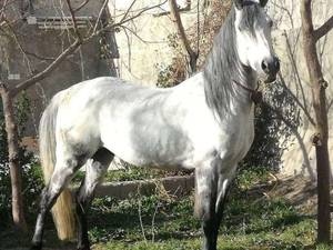 مجموعه پرورش اسب سه سوار در اصفهان