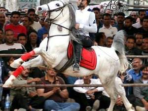 مجموعه پرورش اسب سه سوار در اصفهان