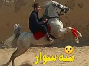مجموعه پرورش اسب سه سوار در اصفهان