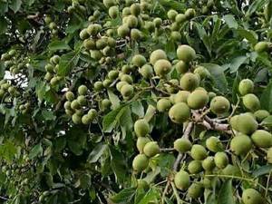 فروش تخصصی نهال گردو خوشه‌ای و کوپه ای در میاندوآب