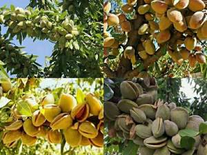 فروش نهال بادام خوشه ای دیر گل در میاندوآب