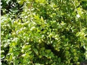 فروش نهال لیمو پر بار