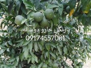 فروش نهال نارنگی در خفر