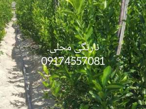 نهال نارنگی محلی پربار