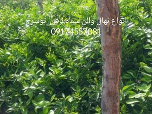 فروش نهال های پیوندی پر بار در شیراز
