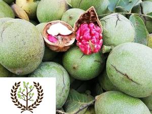 نهال گردو تو سرخ نهالستان یاشار