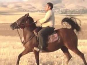 آموزش و تعلیم حرفه ای سوارکاری در شاهین دژ