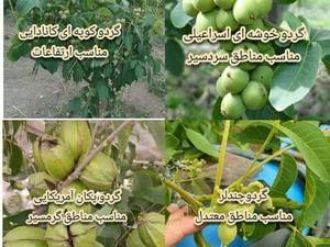 فروش تخصصی انواع نهال گردو در میاندوآب