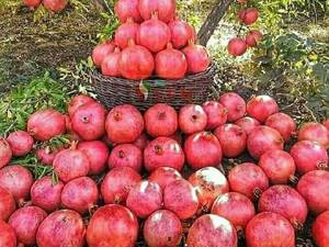 فروش انار واندرفول آمریکایی