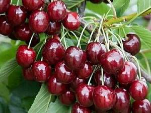 فروش نهال گیلاس خوشه ای و پرتقالی در میاندآب