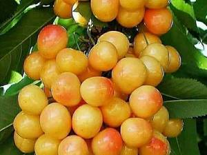 فروش نهال گیلاس خوشه ای و پرتقالی در میاندآب