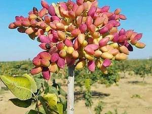 فروش انواع نهال برای پاییز در میاندوآب
