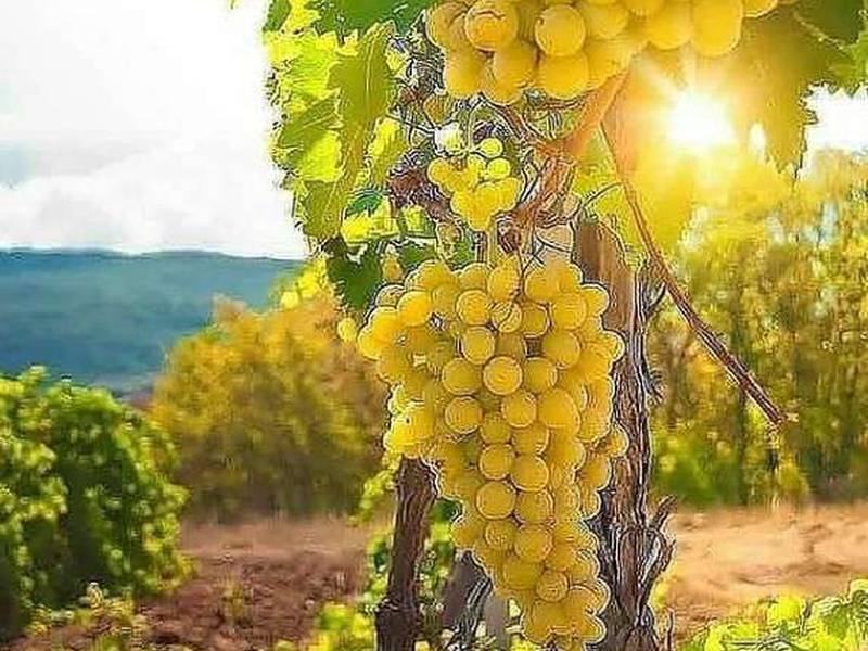 فروش نهال انگور پر محصول در آذربایجان غربی