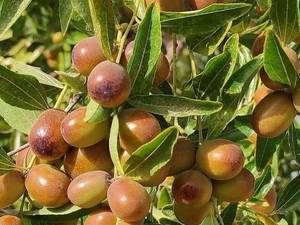 خرید اینترنتی نهال عناب از میاندوآب