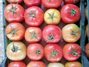 فروش و صادرات گوجه گلخانه ای در شیراز