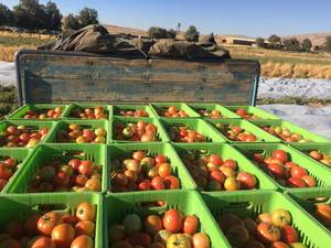 فروش و صادرات گوجه گلخانه ای در شیراز