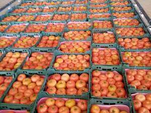 فروش و صادرات گوجه گلخانه ای در شیراز