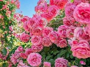 خرید و فروش نهال گل محمدی
