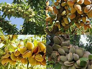 نهال بادام خوشه ای درگل