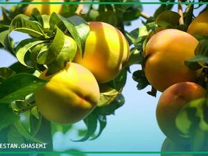 فروش انواع بذر  ونهال دشت سبز میاندوآب