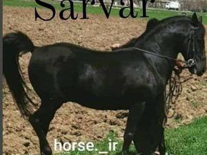 خرید اسب اصیل کرد در کرمانشاه