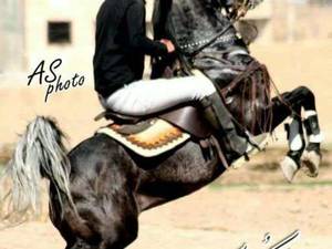 خرید و فروش اسب های سیلمی کرد در کرمانشاه