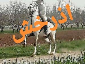 مجموعه پرورش اسب های اصیل در کرمانشاه