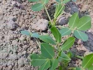 بوته بادام زمینی گیلان