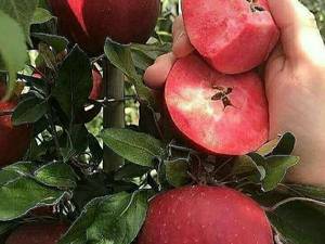 قیمت نهال سیب خونی