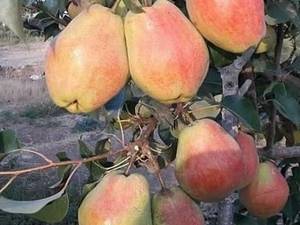 قیمت گلابی بیروتی