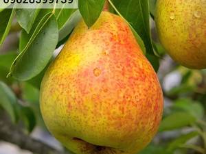 نهال گلابی بیروتی نهالستان یاشار