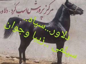 اسب دلاور سیاه در در کرمانشاه