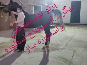 برنو تولید موفق در کرمانشاه
