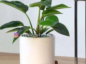 ساخت استند گلدان  با چوب نراد  در مازندران