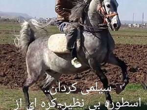 اسب سیلمی جوان پر خون در کرمانشاه