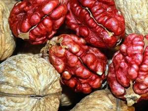 قیمت نهال گردو قرمز