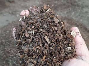 خاک‌ برگ بلوط در ساری