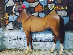 اسب های سیلمی دره شوری با اصالت در اصفهان